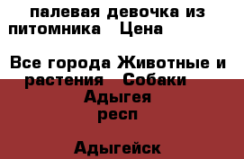 палевая девочка из питомника › Цена ­ 40 000 - Все города Животные и растения » Собаки   . Адыгея респ.,Адыгейск г.